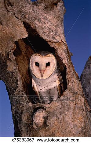Barn Owl Tyto Alba In Tree Nest Western Australia Stock Photo