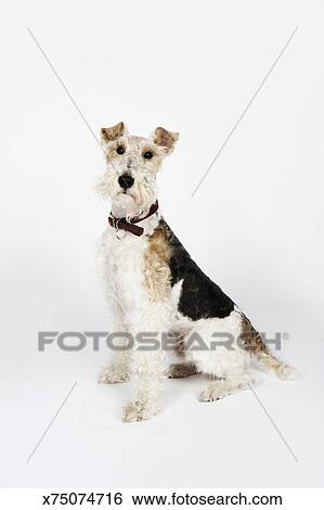Portrait Of A Wire Haired Fox Terrier Dog Stock Photograph