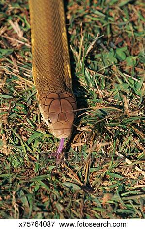 Closeup Of Head Of King Cobra With Tongue Out Stock Photo | X75764087 ...