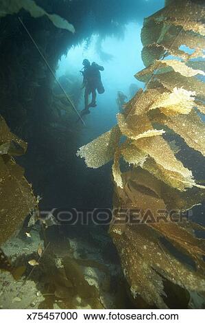 Deep Sea Diver Amongst Seaweed Near Ocean Floor Underwater View