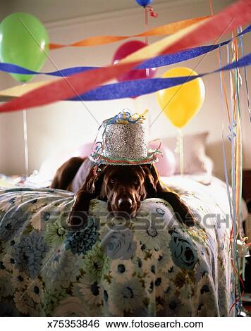 Dog Lying On Bed With Birthday Hat On Streamers Hanging From