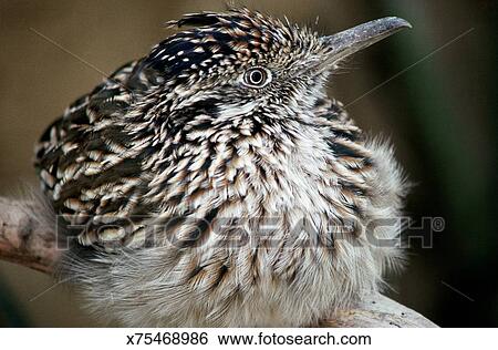 Greater roadrunner chick Stock Photograph | x75468986 | Fotosearch