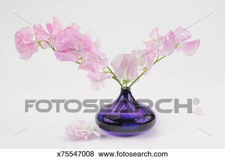 Pink Sweet Pea Flowers In Purple Vase Stock Photo X75547008