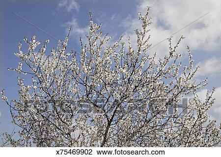 Shkediah Blosssoming Amandier Prunus Dulcis Les Rose Ou Fleur Blanche Est Très Typique à Les Saison Droit Maintenant Entre Les