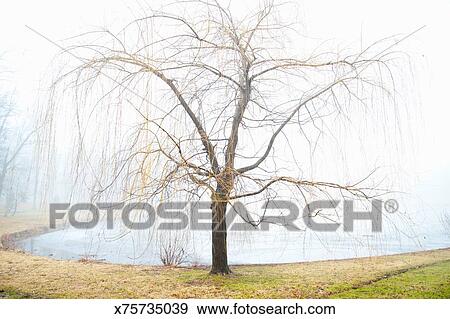 Weeping Willow Tree In Winter Stock Photo X75735039 Weeping Willow Tree In Winter Stock Photo X75735039