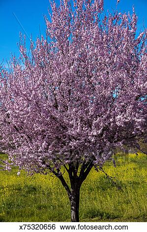 Kirschbaum Blute Stock Fotograf X75320656 Fotosearch