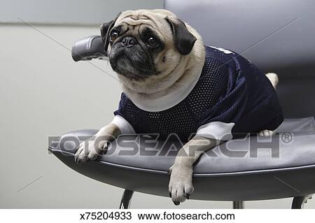 Pug On Salon Chair Stock Image X75204933 Fotosearch