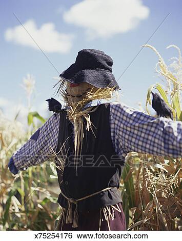 https://fscomps.fotosearch.com/compc/FSD/FSD726/scarecrow-in-corn-field-stock-images__x75254176.jpg
