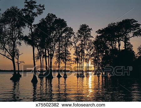 Cypress Trees In Cypress Gardens At Sunset Florida Usa Stock