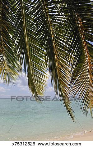 Stock Images Of Tropical Beach Seen Through Palm Fronds X75312526 Stock Image Tropical Beach Seen Through Palm Fronds Fotosearch Search Photography