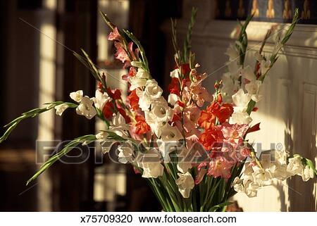 Bouquet De Glaïeul Fleurs Banque Dimage