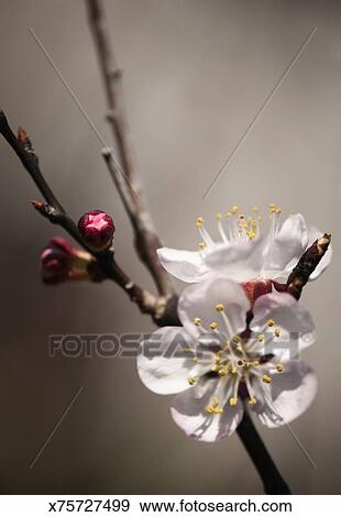 Stock Photograph Of Apricot Tree In Bloom Late Winter X75727499 Apricot Tree In Bloom Late Winter