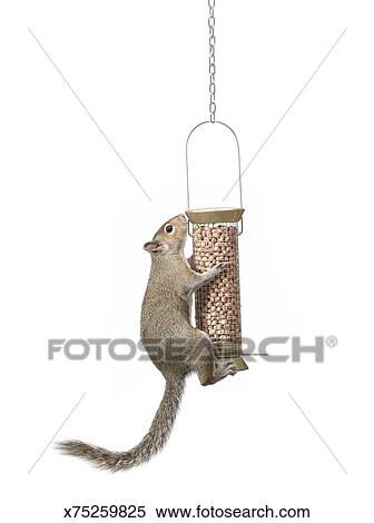 Squirrel Climbing Up Bird Feeder For Peanuts Stock Photography