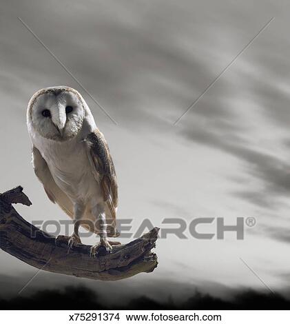 Barn Owl Sits On The Branch Of A Tree Against A Grey Sky Picture