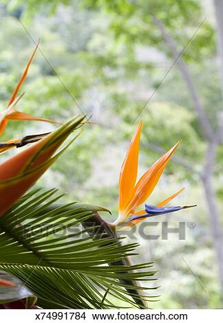 Oiseau Paradis Fleur Image