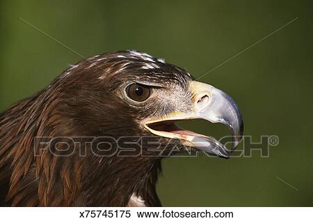 Young Golden Eagle Stock Photography X75745175 Fotosearch