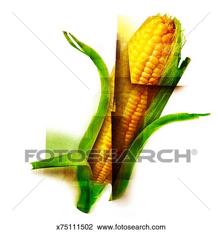 SWEET CORN Drawing | x75111502 | Fotosearch