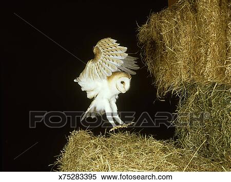 Barn Owl Tyto Alba Landing On Hay Bale Stock Photography