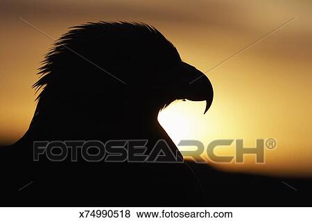 Golden Eagle Aquila Chrysaetos Close Up Of Head