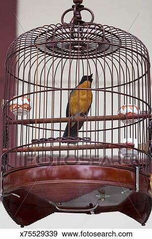 Mis Cage Oiseau Chanteur Vendre Dans Marché Oiseau Dans Kowloon Banque De Photo