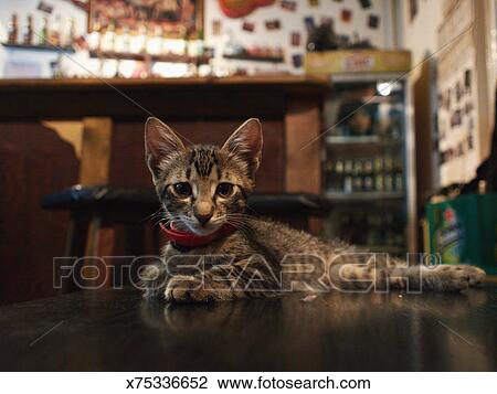 Tabletop Bar Cat Stock Image X75336652 Fotosearch
