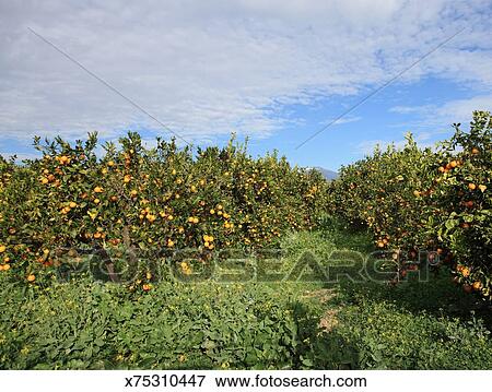 Orange Arbres Italie Sicile Banque De Photo