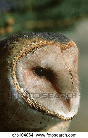 Barn Owl Tyto Alba North America Picture X75104864 Fotosearch