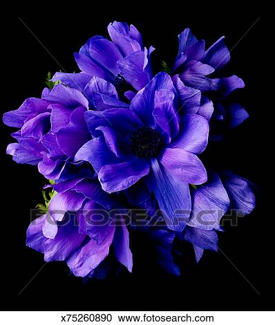Purple Flowers On Black Background Stock Image