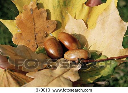 Autumn leaves with acorns View Large Photo Image Stock Image - Autumn leaves with acorns. Fotosearch