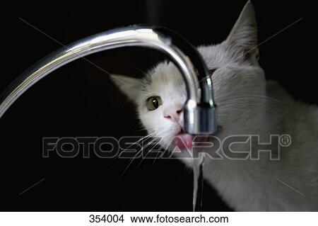 Cat Drinking Water From Faucet Picture 354004 Fotosearch