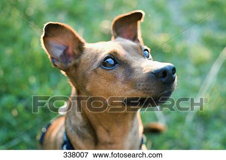 Close-up of dog View Large Photo Image Stock Photo - Close-up of dog. Fotosearch