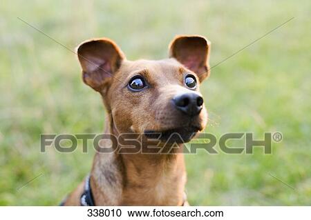 Close-up of dog’s head View Large Photo Image Stock Image - Close-up of dog’s head. Fotosearch