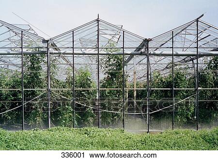 Crops growing inside a greenhouse View Large Photo Image Stock Image - Crops growing inside a greenhouse. Fotosearch