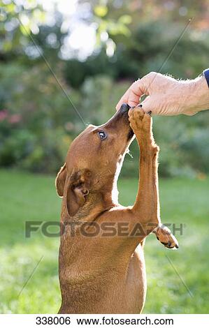 Dog reaching to eat food from owner’s hand View Large Photo Image Stock Photograph - Dog reaching to eat food from owner’s hand. Fotosearch