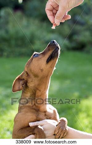 Dog reaching to eat snack from owner’s hand View Large Photo Image Stock Photo - Dog reaching to eat snack from owner’s hand. Fotosearch