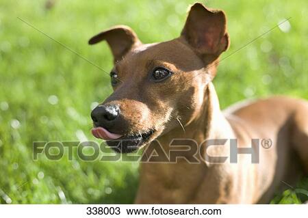 Dog running in park View Large Photo Image Stock Image - Dog running in park. Fotosearch