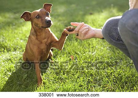 Dog touching person’s hand with its paw View Large Photo Image Stock Image - Dog touching person’s hand with its paw. Fotosearch