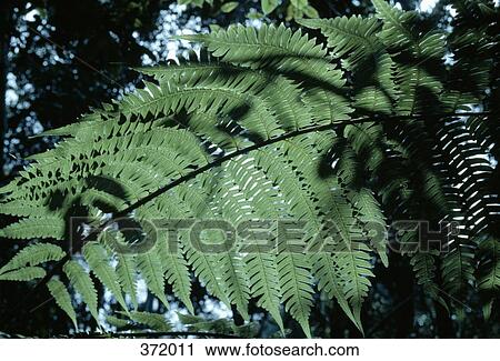 Fern frond in a forest View Large Photo Image Stock Image - Fern frond in a forest. Fotosearch