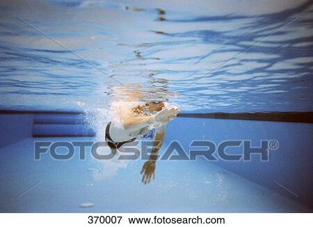 Man swimming in a lap pool View Large Photo Image Stock Photo - Man swimming in a lap pool. Fotosearch