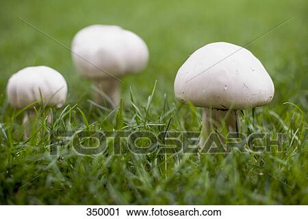 Stock Image - Mushrooms growing in grass. Fotosearch