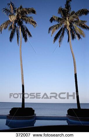 Palm trees at water’s edge View Large Photo Image Stock Photo - Palm trees at water’s edge. Fotosearch