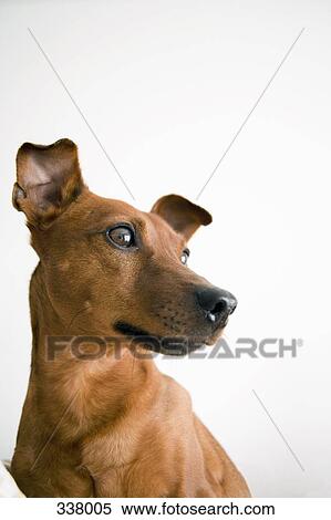 Portrait of dog looking away View Large Photo Image Stock Photography - Portrait of dog looking away. Fotosearch