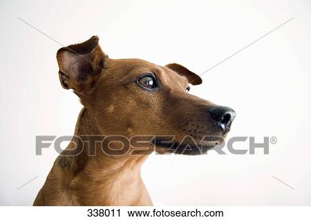 Portrait of dog View Large Photo Image Stock Image - Portrait of dog. Fotosearch