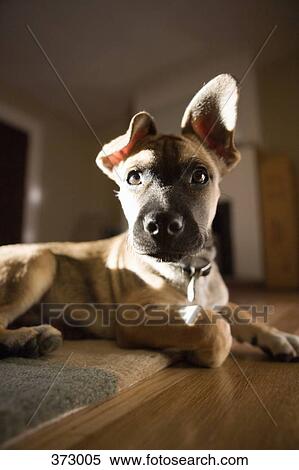 Puppy sitting on a rug View Large Photo Image Stock Photography - Puppy sitting on a rug. Fotosearch