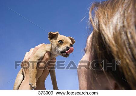 Woman holding a Chihuahua puppy View Large Photo Image Stock Photo - Woman holding a Chihuahua puppy. Fotosearch