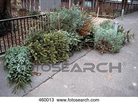 Stock Image - Old Christmas trees abandoned on a sidewalk. Fotosearch