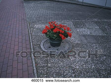 Potted geranium plant on top of a sewer manhole View Large Photo Image Stock Photography - Potted geranium plant on top of a sewer manhole. Fotosearch