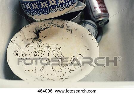 Ants crawling over dirty dishes in a sink View Large Photo Image Stock Photograph - Ants crawling over dirty dishes in a sink. Fotosearch
