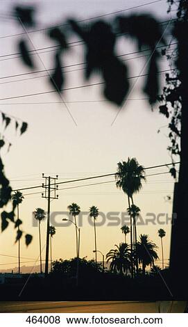 Stock Photo - Palm trees and power lines at sunset. Fotosearch