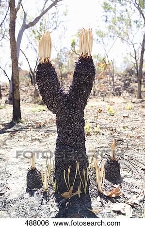 A burnt Eucalyptus tree View Large Photo Image Stock Photograph - A burnt Eucalyptus tree. Fotosearch